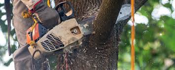 Best Lawn Irrigation Installation and Maintenance  in Springville, NY