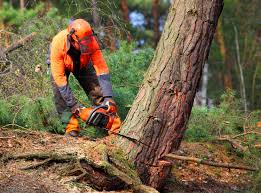 Best Organic Lawn Care Solutions  in Springville, NY
